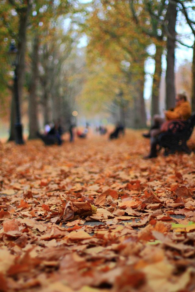 Una strada di foglie (Green Park).jpg